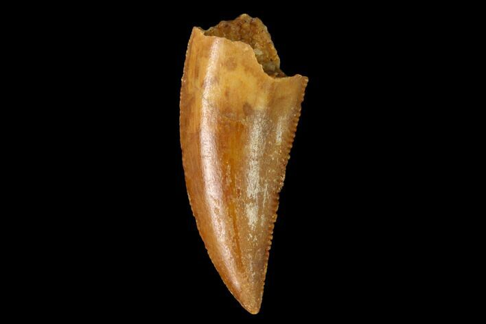 Serrated, Raptor Tooth - Real Dinosaur Tooth #152489